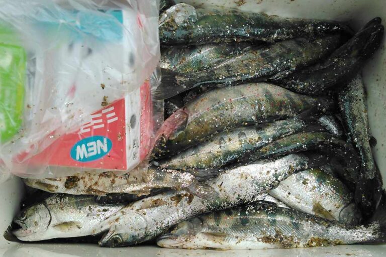 アマゴ釣果