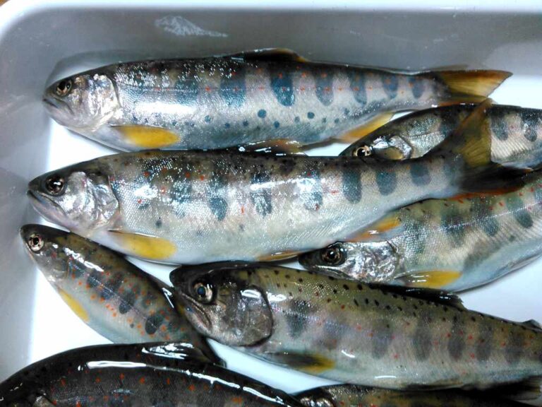 アマゴ釣果画像