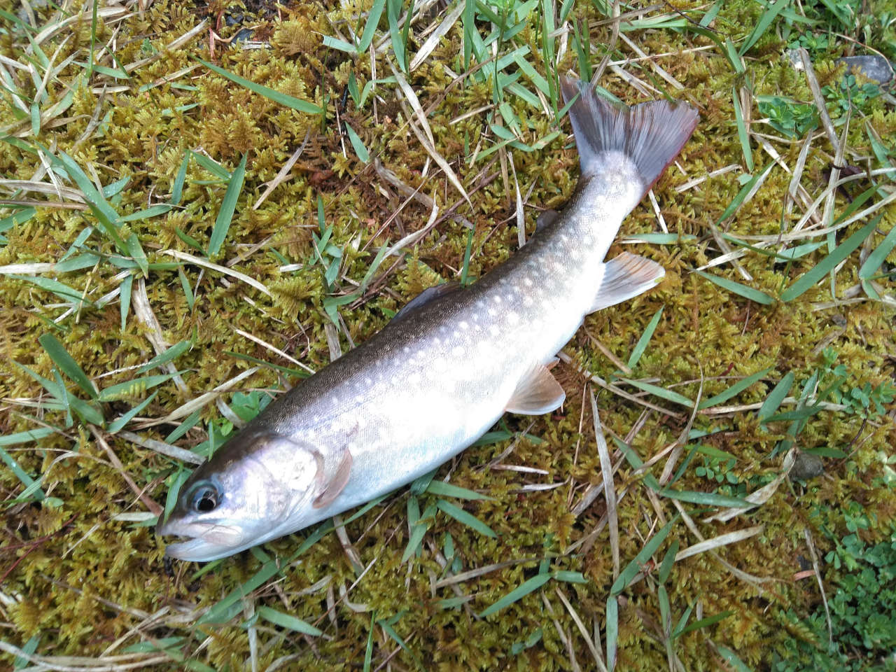 奈良の渓流で釣ったイワナ