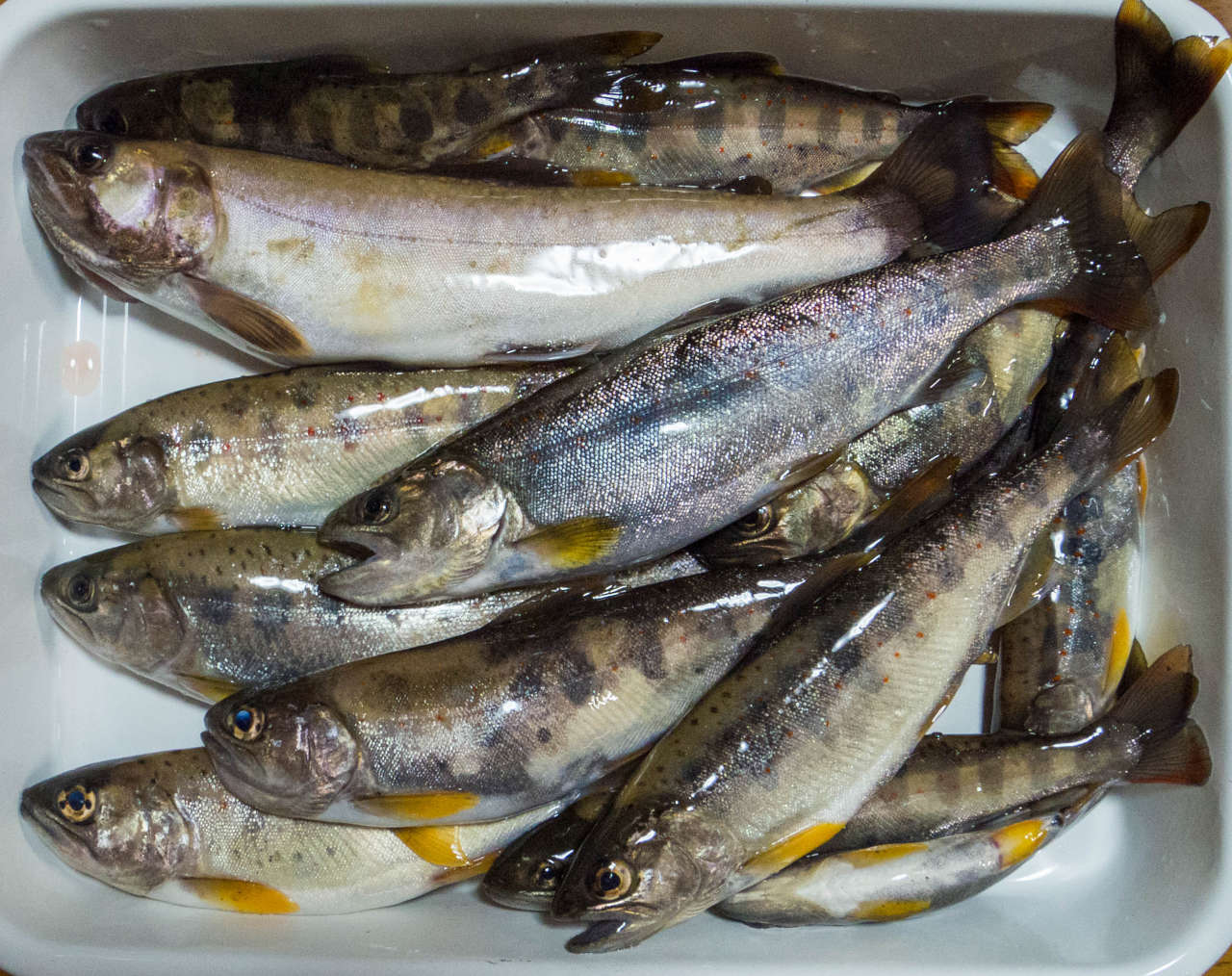 アマゴ釣りの釣果