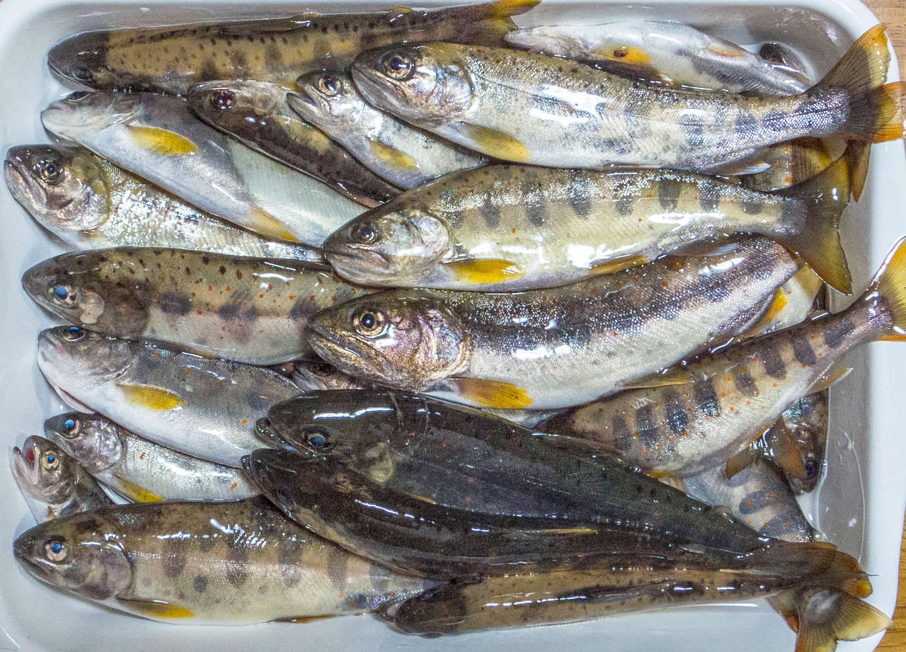20210522アマゴ渓流釣り釣果