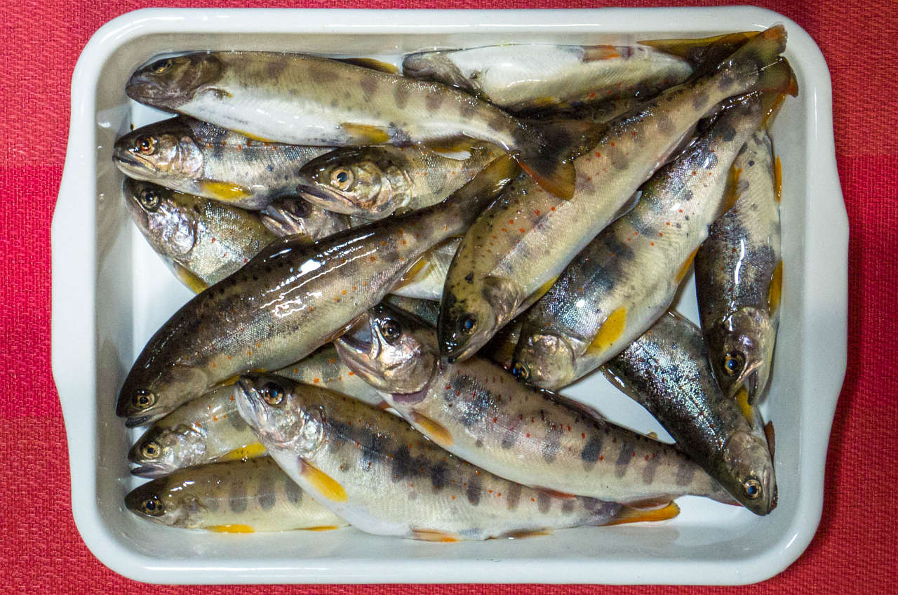 20210524アマゴ渓流釣り釣果
