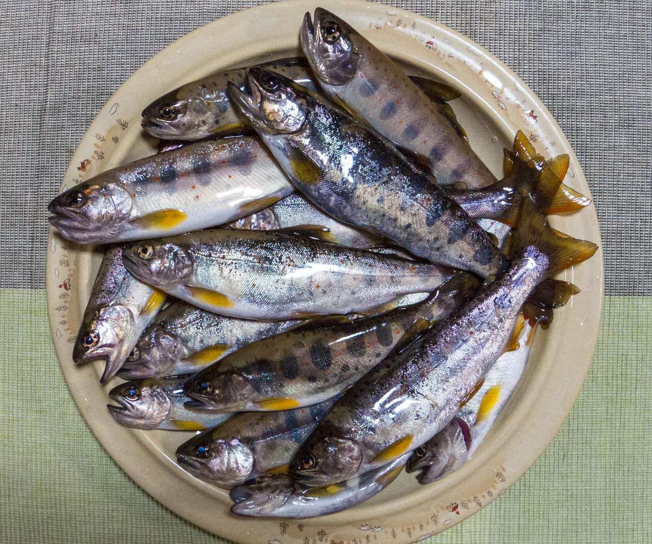 2021052801アマゴ渓流釣り釣果
