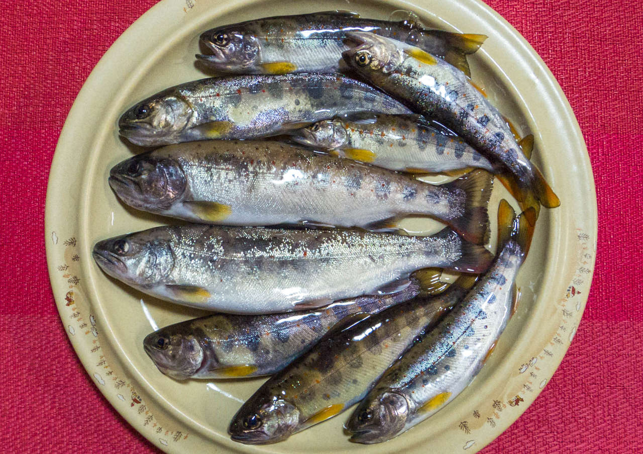 2021060101アマゴ渓流釣り釣果