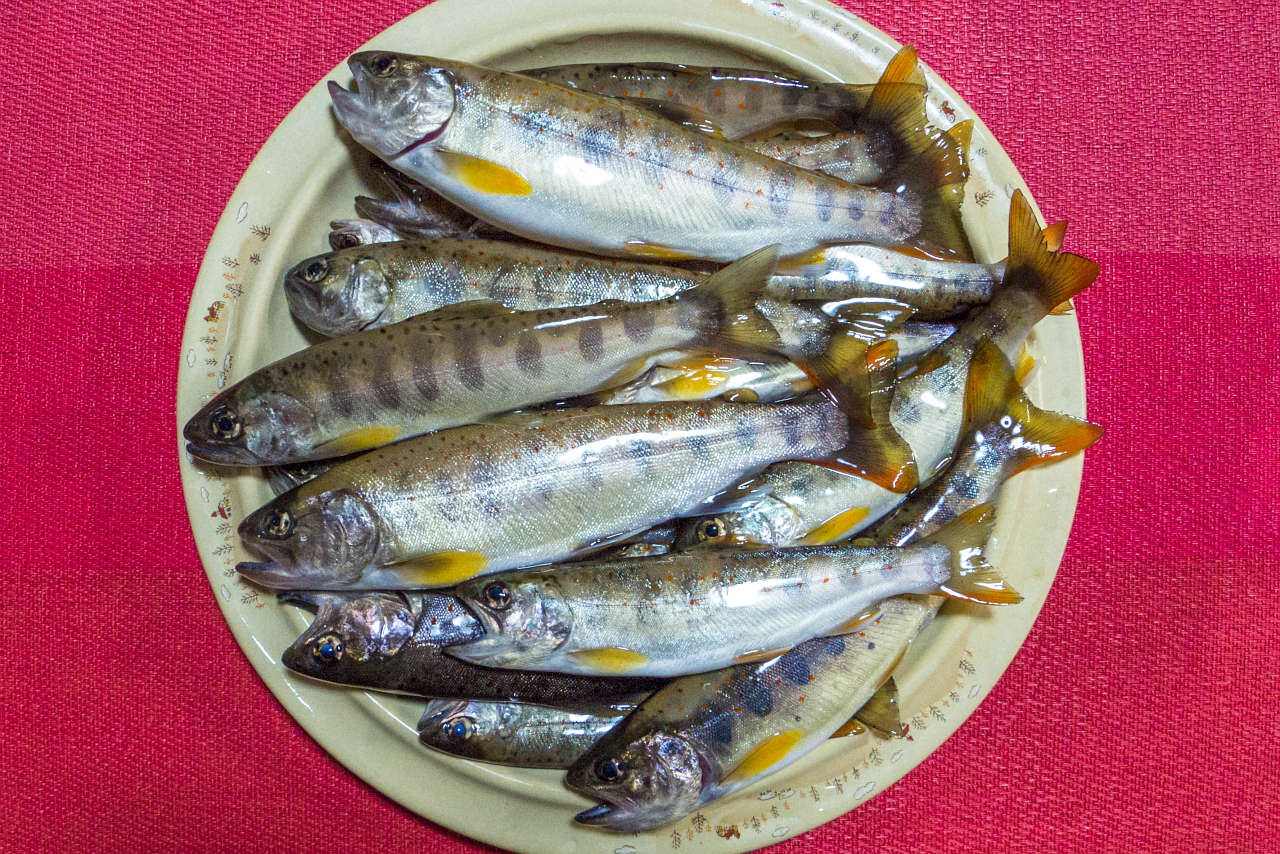 2021070401アマゴ渓流釣り釣果