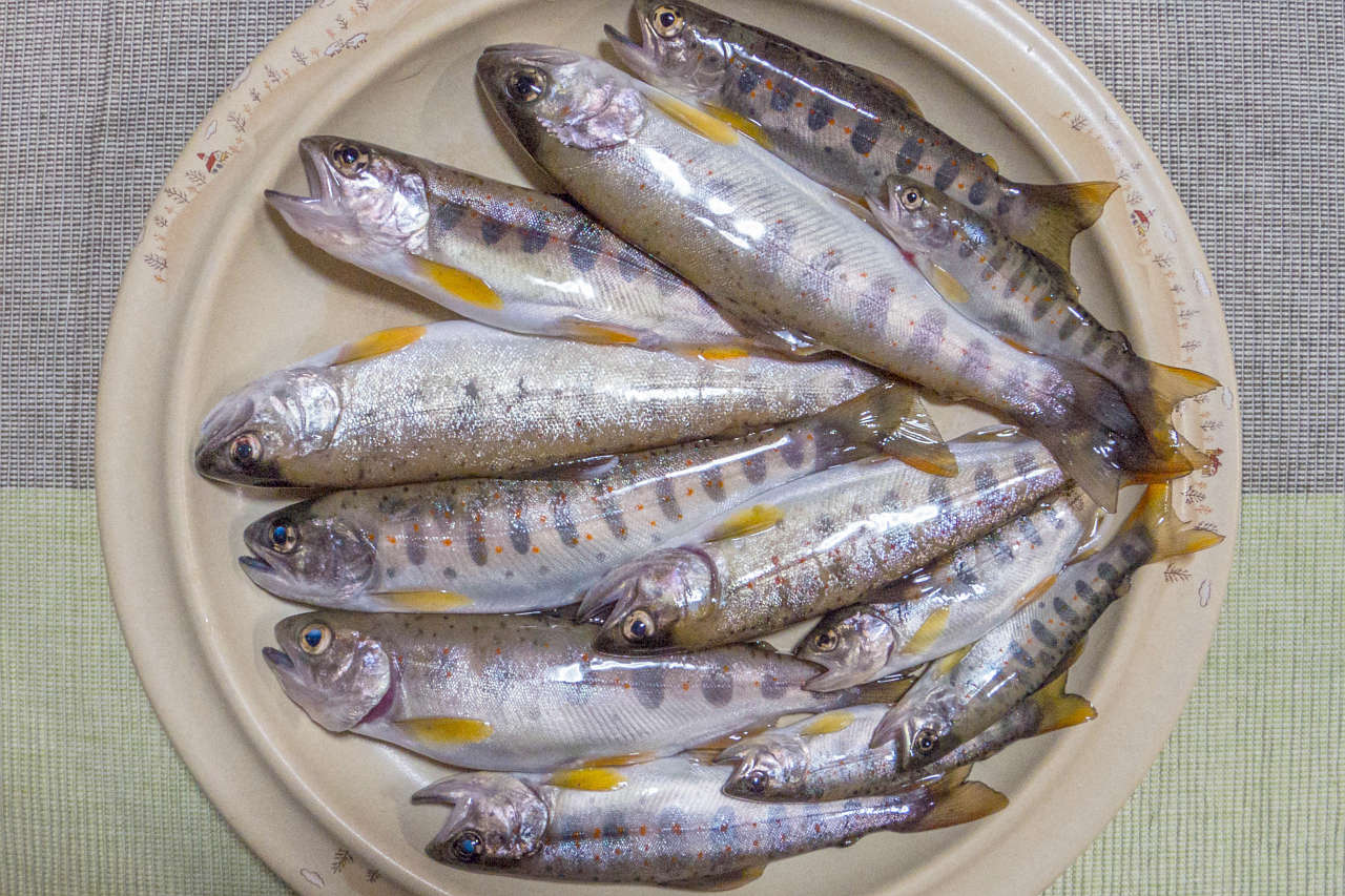 2021071001アマゴ渓流釣り釣果